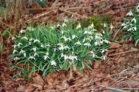 FotosRGES: Snowdrops-in-spring-[D-2007]-RGES